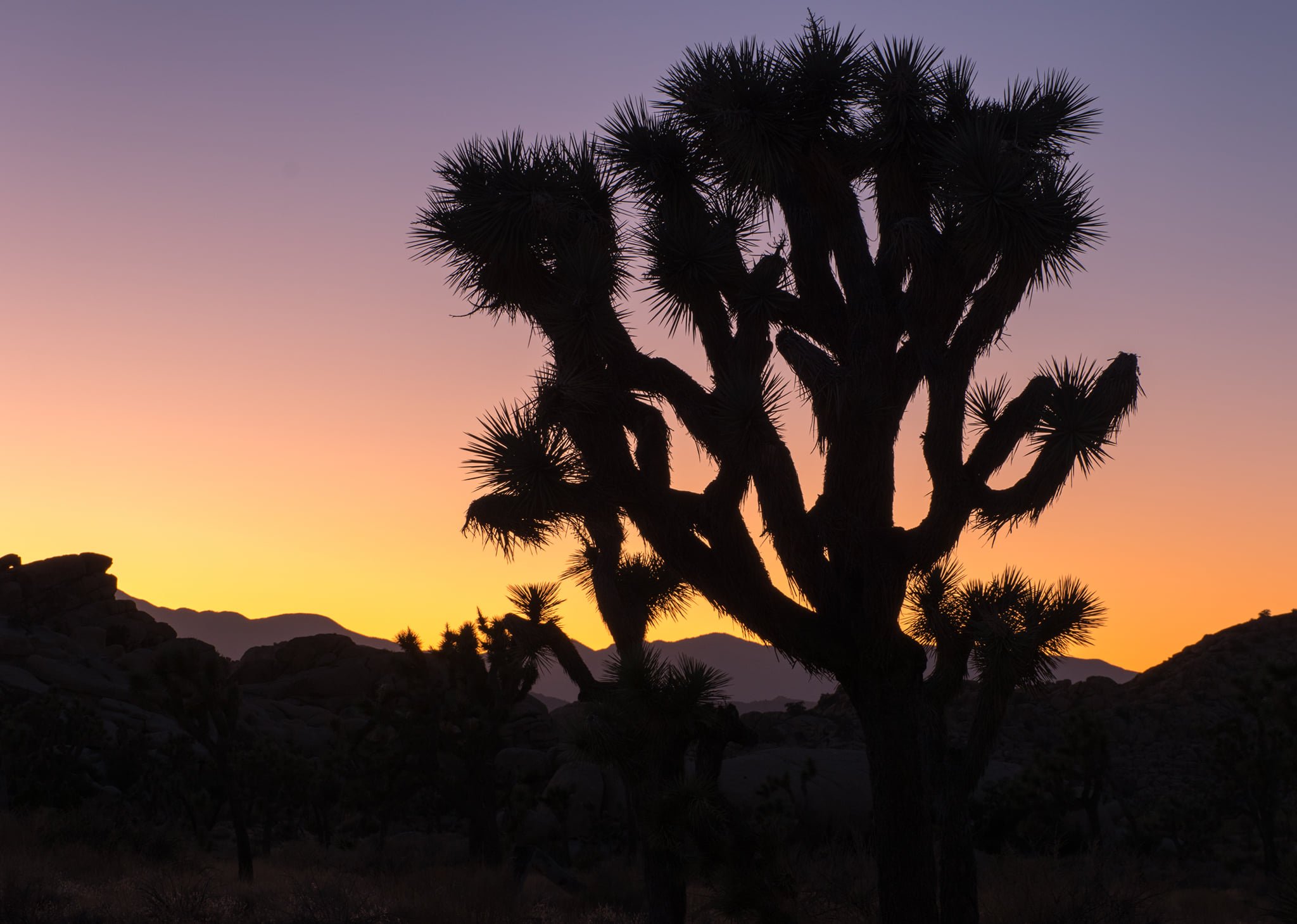 are dogs allowed in joshua tree