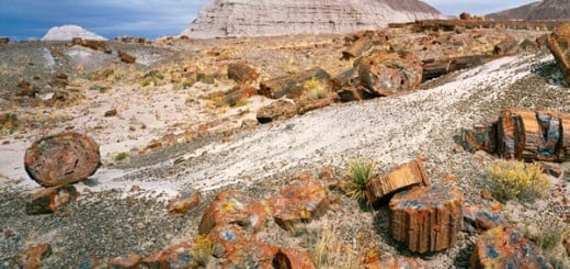 Welcome to Petrified Forest National Park