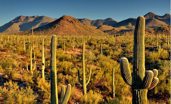 Saguaro National Park Activities