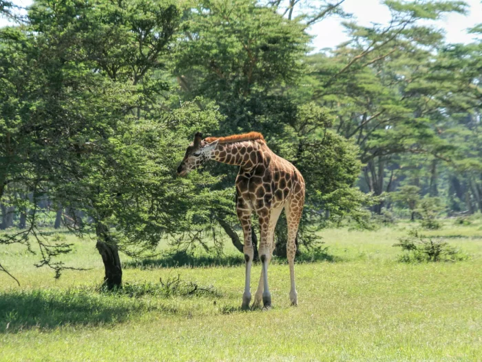 The Ultimate Bucket List for Safari Holidays in Africa