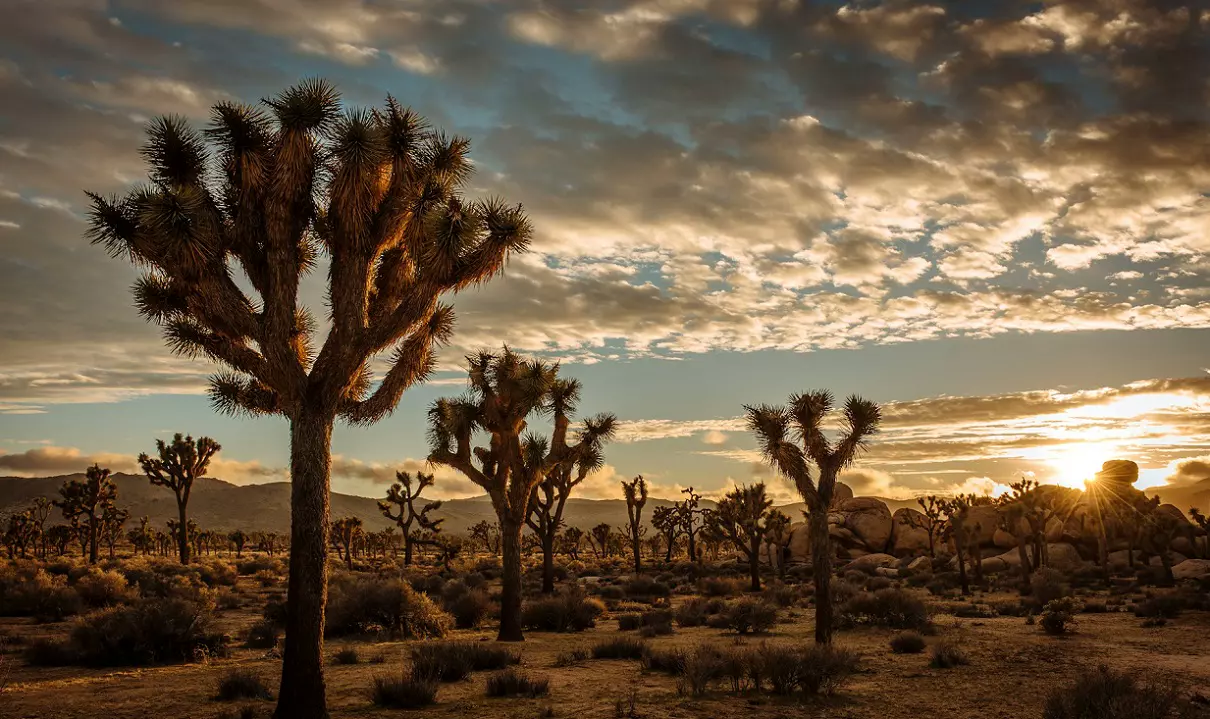 When Was Joshua Tree National Park Established? 1 When Was Joshua Tree National Park Established