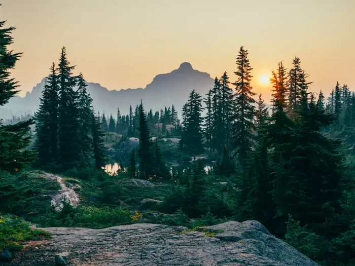 When the Forest Has a Memory: Why Nature Alone Is Not Enough