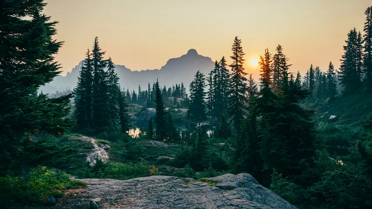 When the Forest Has a Memory: Why Nature Alone Is Not Enough 1 When the Forest Has a Memory Why Nature Alone Is Not Enough