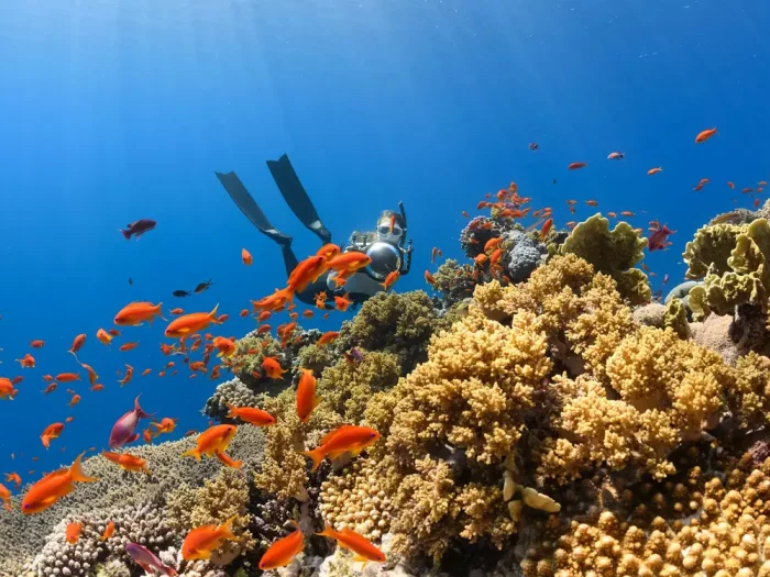 Best Things to Do in Biscayne National Park - Florida Reef