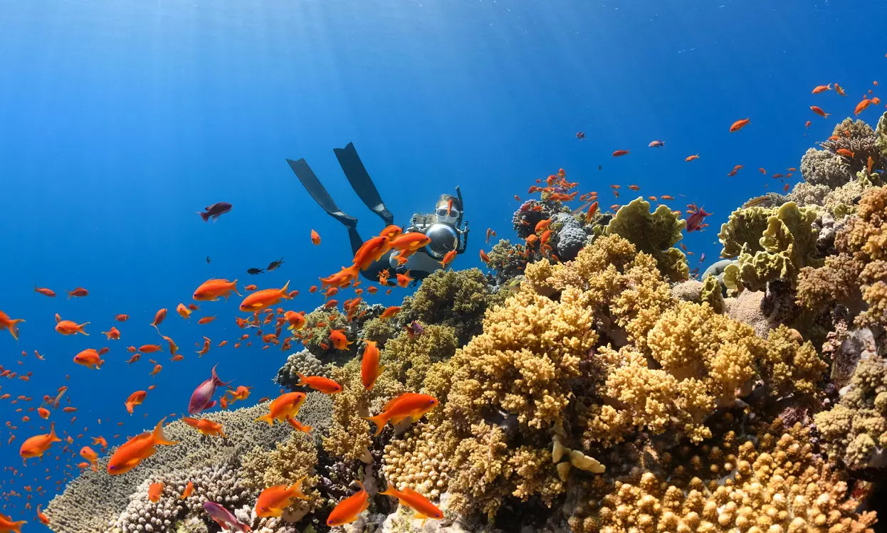 Best Things to Do in Biscayne National Park 1 Best Things to Do in Biscayne National Park - Florida Reef