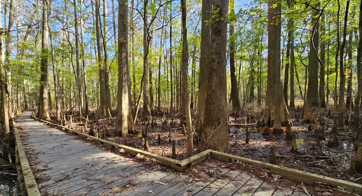 Best Things to Do in Congaree National Park 1 Best Things to Do in Congaree National Park Hike the Boardwalk Loop Trail