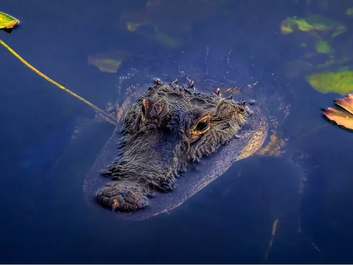 Best Things to Do in Everglades National Park