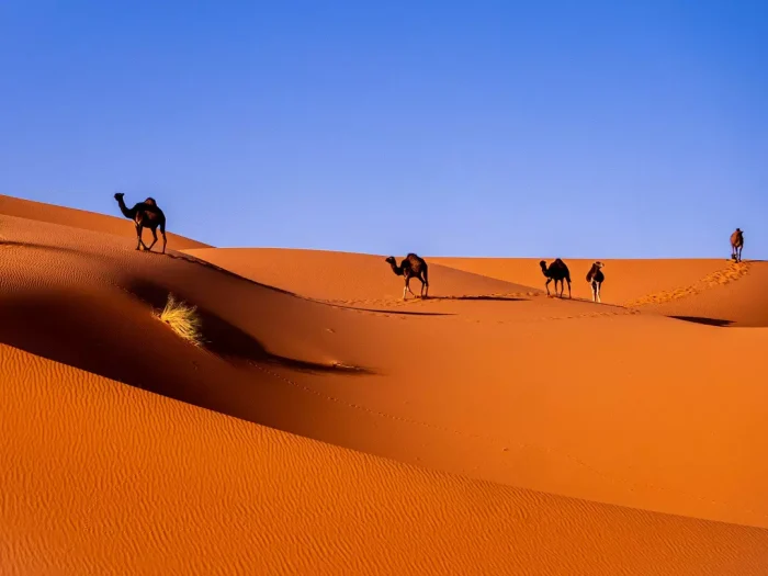 The Natural Wonders of Morocco From the High Atlas to the Sahara Desert