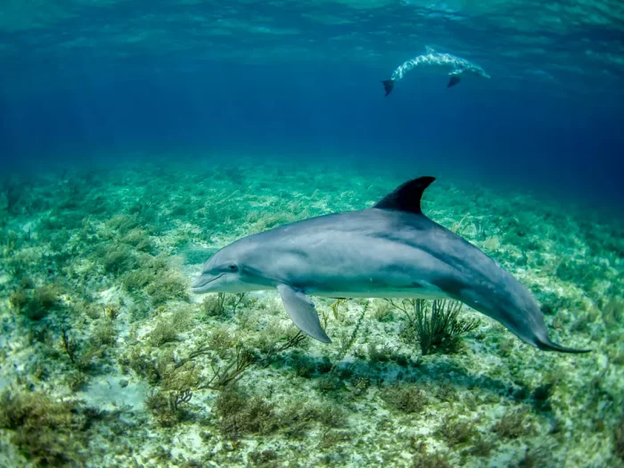 Why Dolphin Cruise Hilton Head Island Should Be on Your Bucket List
