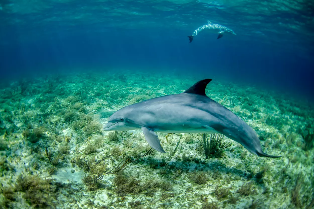 Why Dolphin Cruise Hilton Head Island Should Be on Your Bucket List 1 Why Dolphin Cruise Hilton Head Island Should Be on Your Bucket List