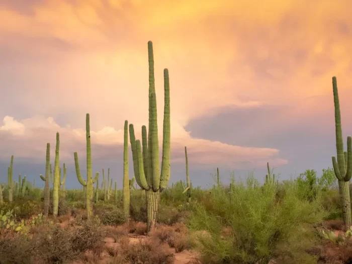 Saguaro National Park photo