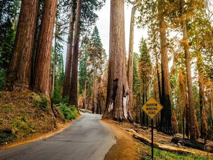 Best Things to Do in Sequoia National Park: A Complete Visitor’s Guide