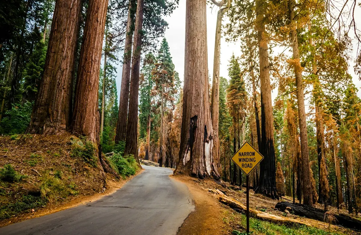 Best Things to Do in Sequoia National Park: A Complete Visitor’s Guide 1 Best Things to Do in Sequoia National Park