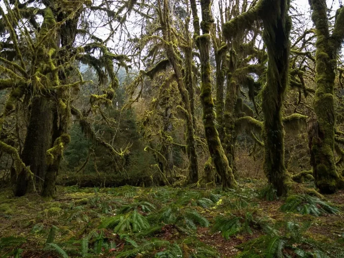 Best Things to Do in Rainforest National Parks (Temperate + Tropical) 2 Best Things to Do in Rainforest National Parks (Temperate + Tropical)