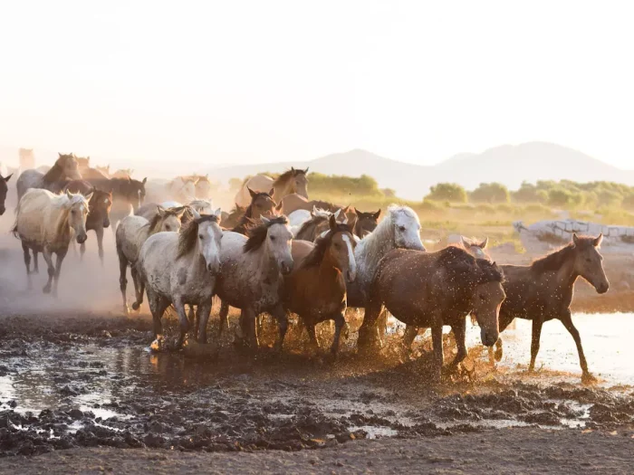 Seasonal Terrain Changes and Their Impact on Equine Mobility