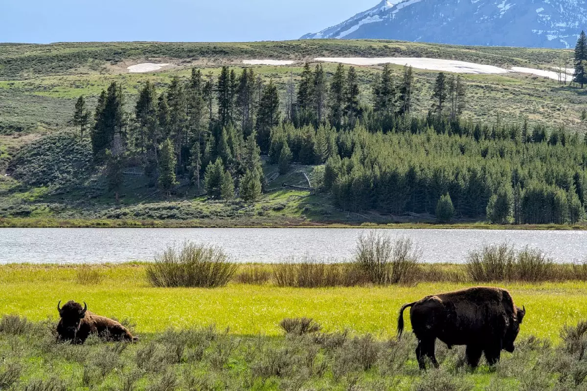 Hunting Laws Near Protected Forests and Park Boundaries 1 Hunting Laws Near Protected Forests and Park Boundaries