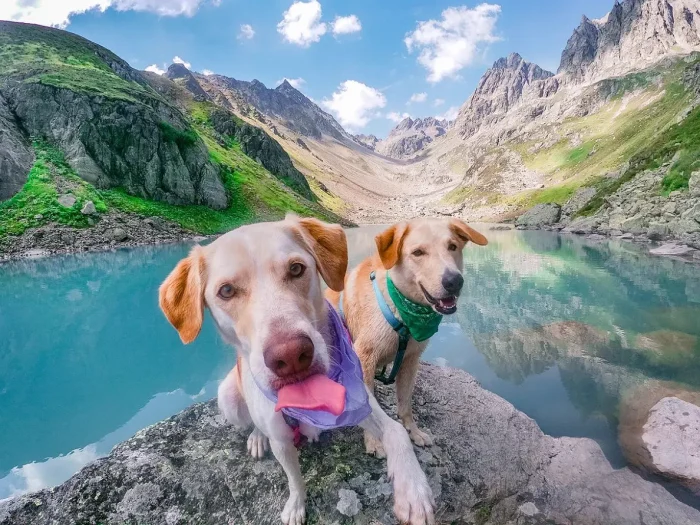 From Local Parks to Forest Trails Getting Your Dog Adventure-Ready