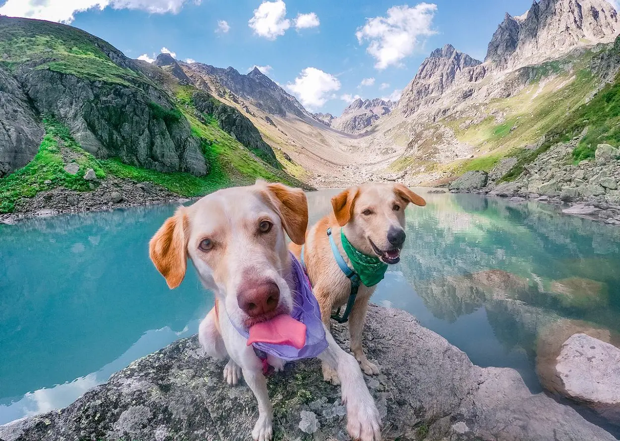 From Local Parks to Forest Trails: Getting Your Dog Adventure-Ready 1 From Local Parks to Forest Trails Getting Your Dog Adventure Ready